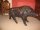 01076-Magnificent-Lifesize-Bronze-Wild-Boar-1