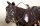 01820-Stunning-Bronze-Racehorse-&-Blacksmith-Sculpture-4