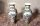 02100-Pair-Chinese-Canton-Hand-Painted-Porcelain-Vases-1