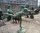 02989-Stunning-Life-Size-Bronze-Asian-Dancer-Garden-Statue-5
