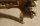Louis-XV-Kingwood-Bureau-Plat-Writing-Table-Desk-5