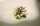 Superb-Russian-Hand-Painted-Porcelain---Ormolu-Casket-9