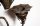 Unusual-Pair-Bronze-Bat-Wall-Candelabras-Boulton-6