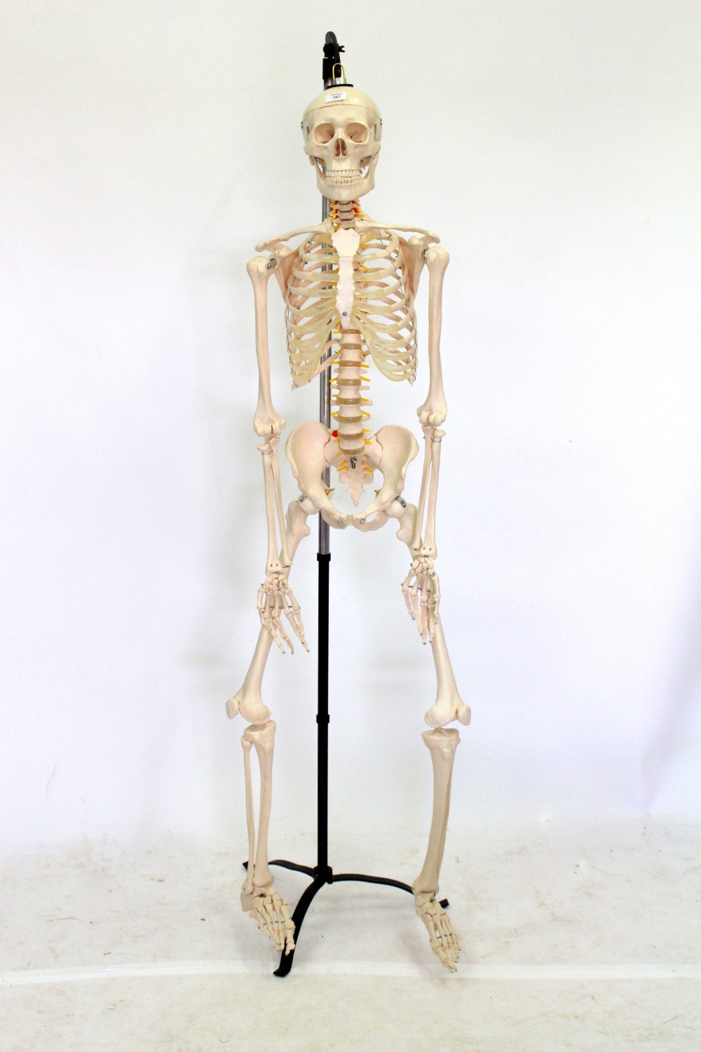 Human Skeleton Model | Ref. no. 08267 | Regent Antiques