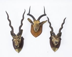 Trio of Antique  Scottish Mounted Taxidermy Hunting Trophies c.1876 | Ref. no. 08259 | Regent Antiques