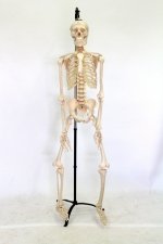 Human Skeleton Model 20th C | Ref. no. 08267 | Regent Antiques