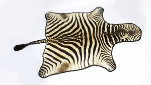 Vintage Large Taxidermy Zebra Skin Rug with Felt Backing c 1970 | Ref. no. 08307 | Regent Antiques