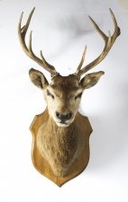 A Scottish Mounted Taxidermy Stag  Early 20 century | Ref. no. 08319 | Regent Antiques