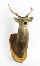 A Scottish Mounted Taxidermy Sika Deer Stag Hunting Trophy 20 century | Ref. no. 09202 | Regent Antiques