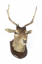 A Scottish Mounted Taxidermy Stag  Mid 20 century | Ref. no. 09426 | Regent Antiques