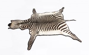 Vintage Large Taxidermy Zebra Skin Rug with Felt Backing c 1970 20th C | Ref. no. 09864 | Regent Antiques