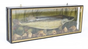 Vintage 23lb Stuffed Pike mounted in a glazed case Taxidermy 20th Century | Ref. no. A1419 | Regent Antiques