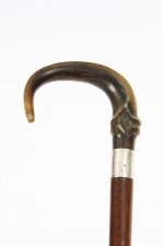 Antique Horn Handled Walking Cane Stick Silver Collar c1904