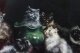 Antique Painting by Agnes Augusta Talboys of Persian Kittens  19th C | Ref. no. A2550a | Regent Antiques