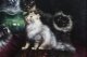 Antique Painting by Agnes Augusta Talboys of Persian Kittens  19th C | Ref. no. A2550a | Regent Antiques