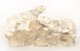 Antique  Art Deco Alabaster Sculpture of a Pair of Lioness  C1920 | Ref. no. A3894 | Regent Antiques