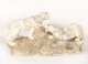 Antique  Art Deco Alabaster Sculpture of a Pair of Lioness  C1920 | Ref. no. A3894 | Regent Antiques