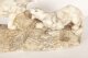 Antique  Art Deco Alabaster Sculpture of a Pair of Lioness  C1920 | Ref. no. A3894 | Regent Antiques