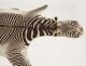 Vintage Zebra Skin Taxidermy Rug  Circa 1950 | Ref. no. A3912 | Regent Antiques