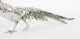 Antique  Continental 800 Silver Pheasant 19th Century | Ref. no. A4344 | Regent Antiques