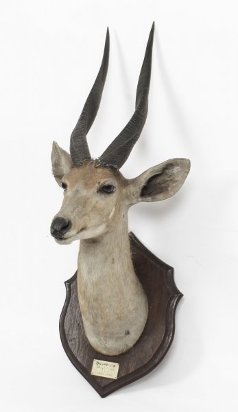 A Kenyan Mounted Taxidermy Bushbuck Hunting Trophy Dated 1910 | Ref. no. 09366 | Regent Antiques